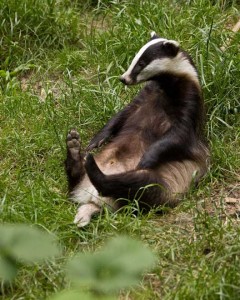 blaireau_03 blaireau 03 240x300 Les Historinettes 1