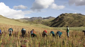 Le quinoa: une malédiction qui frappe les Andes