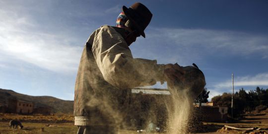 un-producteur-de-quinoa-a-pacoma-en-bolivie un producteur de quinoa a pacoma en bolivie1 Le quinoa: une malédiction qui frappe les Andes