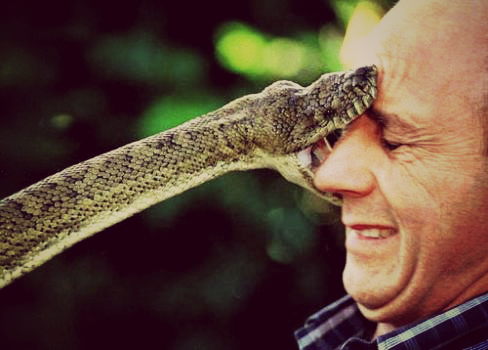 12059398_python-snake-bite 12059398 python snake bite Absurde: le Top 5 des plus beaux cafouillages entre humains et animaux