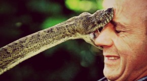 Absurde: le Top 5 des plus beaux cafouillages entre humains et animaux