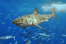 Les requins blancs rôdent autour des plages Américaines