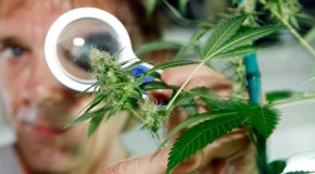 Le cannabis thérapeutique s’invite au Parlement Européen