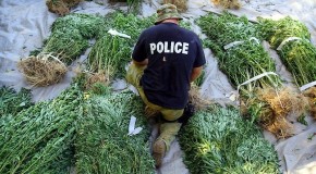 La police australienne traque les dealers de cannabis avec Instagram