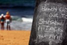 Australie : les autorités tueront chaque requin trop près des côtes