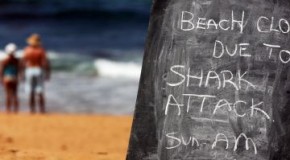 Australie : les autorités tueront chaque requin trop près des côtes