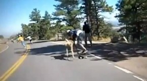 Percuté par un cerf dans une course de skateboard !