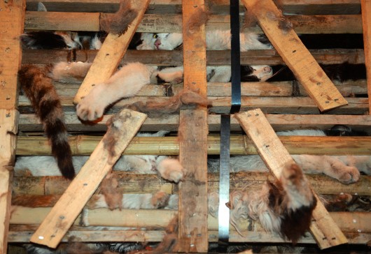 Chine: 1000 chats qui devaient finir dans des restaurants, sauvés par un accident de la route 295921 530x364 Chine: 1000 chats qui devaient finir dans des restaurants, sauvés par un accident de la route