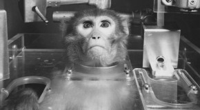 L’Iran envoie un singe dans l’espace