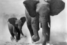 Kenya: des braconniers établissent un nouveau record en tuant 11 éléphants