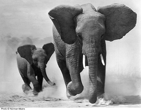  Kenya: des braconniers établissent un nouveau record en tuant 11 éléphants