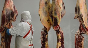 Affaire Findus : les chevaux avait-il le sida ?