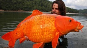 Un poisson handicapé en fauteuil flottant