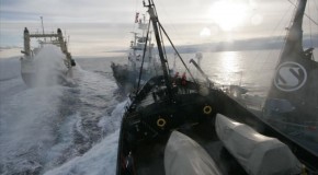 Sea Sheperd : « des pirates » selon la Cour d’appel de San Francisco