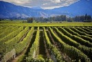 Le vin Maori pour bien commencer l’été