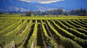 Le vin Maori pour bien commencer l’été