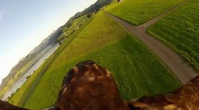 Prise de vue: une GoPro fixée sur un aigle