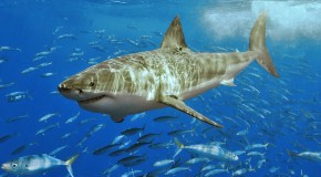Les requins blancs rôdent autour des plages Américaines