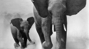 Kenya: des braconniers établissent un nouveau record en tuant 11 éléphants